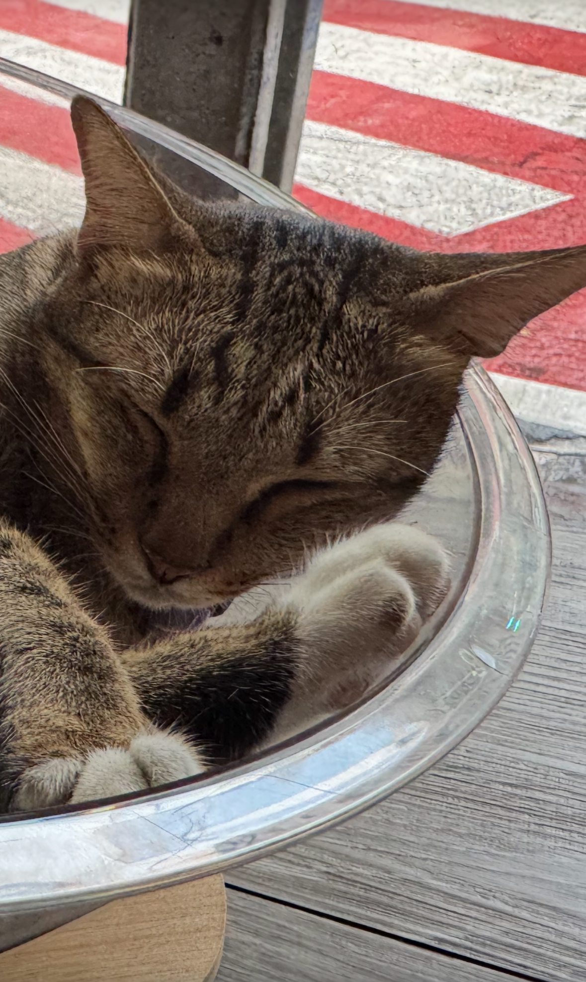 Sleeping cat in a bowl